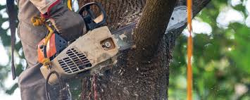 Reliable Northport, AL Tree Removal Solutions